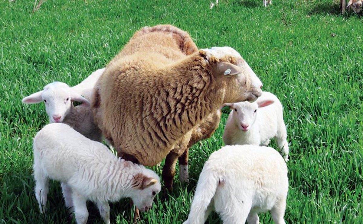 Inborn Worm Resistance In Lambs: How To Breed For It